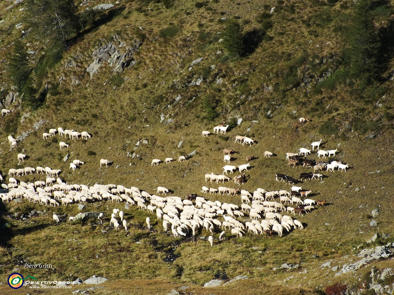 66 Gregge al passcolo.JPG
